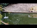Download Lagu While Lion caching The Heron  | عندما يصطاد الاسد طائر الهيرون