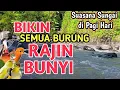 Lagu AUTO GACOR‼️ Suasana Sungai Di Pagi Hari Bikin Semua Burung Rajin Bunyi - Terapi Burung Macet Bunyi