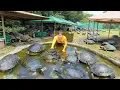 Download Lagu Country Life Adventures - Turtle Catching \u0026 Market Day Vlog