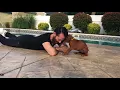 7-Week-Old Rhodesian Ridgeback Puppy s First Run