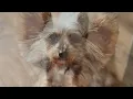 Remembering Bella