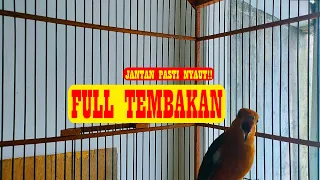 anis merah plong full tembakan tembakan keras dan tajam