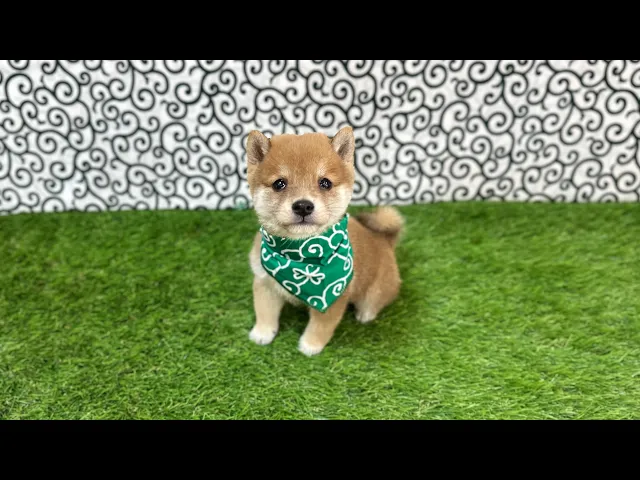 動画