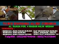 Download Lagu SUARA PIKAT BURUNG CUCAK KOPI ~ SUARA BURUNG CUCAK KOPI