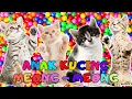 Download Lagu ANAK KUCING MEONG MEONG - kucing lucu banget bikin ngakak KUCING PERSIA LUCU #kucinglucu