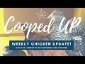 Cooped Up Special Edition Chicknic Table