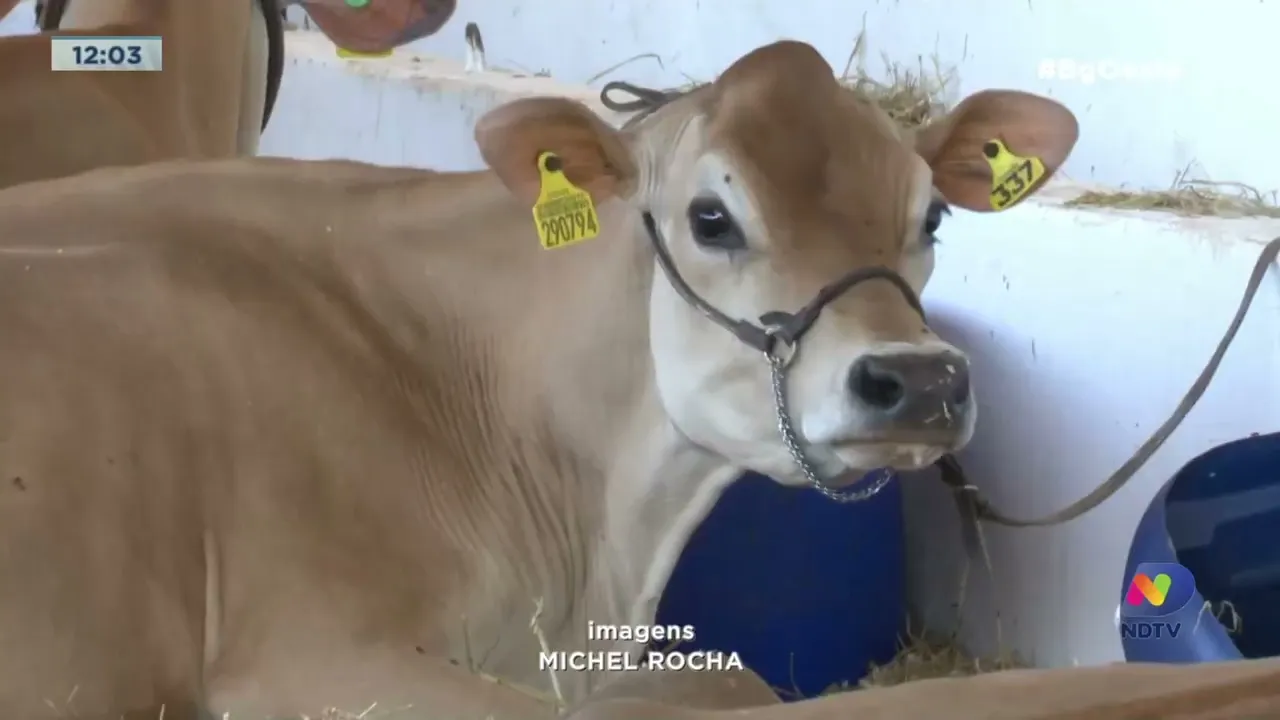 Efapi 2023: Animais chegam ao parque de exposições para avaliação dos jurados