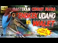 Download Lagu Masteran Candet Dewa Killer Suara Walet Ngerol Tembakan Tengkek Udang