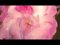 wintering (Visualiser) - Goldbæk