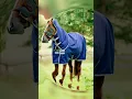 Horse Blankets for Your Horse