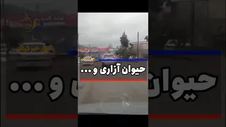 حیوان آزاری و نجاتش توسط مردم اتاق خبر ماسال اتاق خبر گیلان  حیوان آزاری و نجاتش توسط مردم اتاق خبر ماسال اتاق خبر گیلان