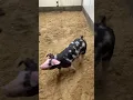 29-5 spot gilt