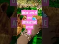 Download Lagu उनको आप में क्या Attractive लगता है Crush Feelings Tarot Hindi #shorts #love #viral
