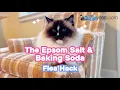 Epsom Salt and Baking Soda Killed Our Flea Problem Without Daily Vacuuming