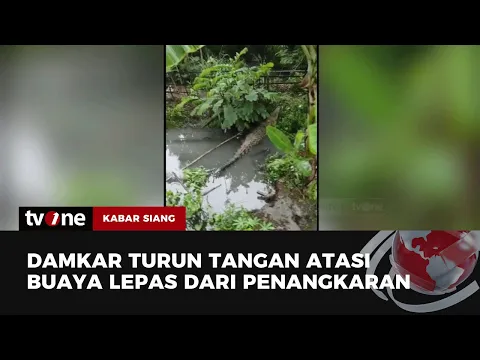 Buaya Lepas Dari Penangkaran Berkeliaran Satu Persatu Ditangkap