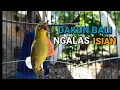 Download Lagu Pleci Dakbal Ngalas Isian Untuk Pancingan Pleci Dakun Bali Ngalas Nembak