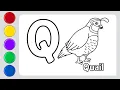 Quail bird Drawing Painting and Coloring for Kids Toddlers How to Draw Quail bird