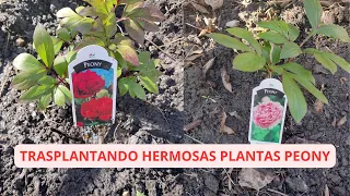 Download TRASPLANTE HERMOSAS PLANTAS PEONY.. MP3