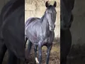 A six year old mare with a big belly will be foaled in 20 days and the good things in her belly are