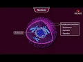 The Nucleus - Structure and Function Cell physiology Animation