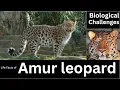 Amur leopard