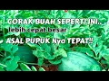 Lagu MELIHAT CARA POKOK SEMANGKA MENYERAP NUTRISI... 