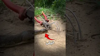 این بهترین روش برای گرفتن مار  دندنها