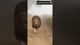 سيمبا بعد ما خد نظرة حسد Music Cat هاف Funny سبايدرمان اكسبلور Spiderman Cute Smartphone 