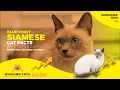 Blue Point Siamese Cat Facts - All You Need To Know About This Beautiful Breed