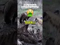 Download Lagu Why Even Lions Refuse to Eat Hyenas!