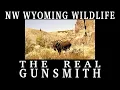 NW Wyoming Wildlife
