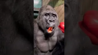 قرد يأكل فلفل تحدي اكبر قرد عودة الغوريلا Gorilla قرد 