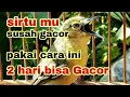 Download Lagu Cara cepat menggacorkan burung sirtu. cipow. cipoh