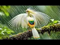 Lagu 15 des plus beaux oiseaux du monde – D'une grâce à couper le souffle !