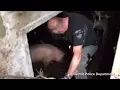 Police attempt to pull 500-lb pig from hoarder's basement - Daily Mail