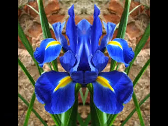 COMO CUIDAR DE ORQUÍDEAS