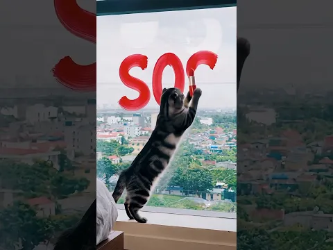 Kucing Pintar Kunci Kamar! Pencuri Datang, Tulis SOS Pake Lipstik!