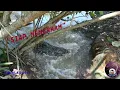 Download Lagu TANDA-TANDA BUAYA SIAP UNTUK MENERKAM