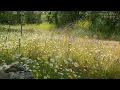 Relaxing Nature Ambience Meditation🌼GOOD MORNING SPRING NATURE THERAPY🌷Flowery MEADOW Healing Sounds