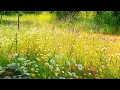 Download Lagu Relaxing Nature Ambience Meditation🌼GOOD MORNING SPRING NATURE THERAPY🌷Flowery MEADOW Healing Sounds