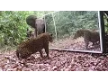 Download Lagu Gabon' Jungle: An Elephants Family Refuses to Share A Big Mirror With A Leopard (Short Version)