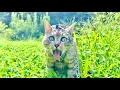 Download Lagu 急に猫に異変が。。大丈夫か！？
