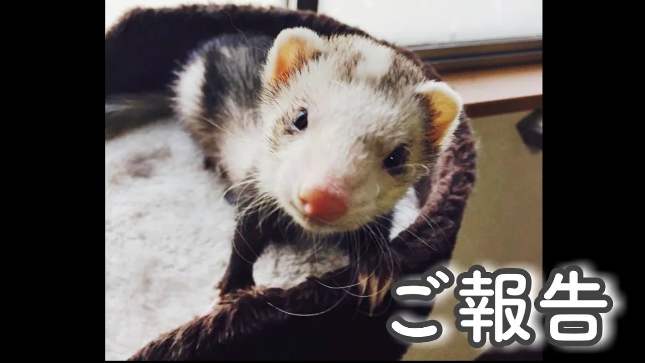 フェレットちゃんについてご報告。