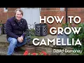 Download Lagu How to grow and care for Camellia