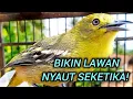 Download Lagu SIRTU GACOR PANDAI MENAIKAN MENTAL EMOSI LAWAN - BIKIN SEMUA SIRTU/CIPOW CIPOH GACOR NYAUT. 