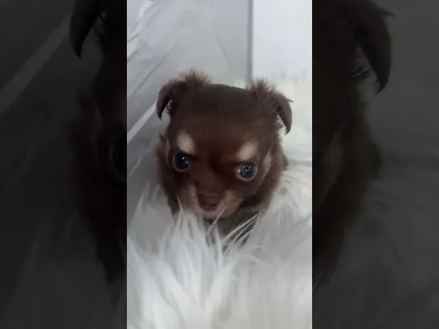 動画
