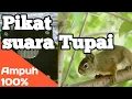 Download Lagu suara pikat tupai