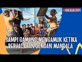 Lagu Peresean Terbaru -Sampi Gamang saling amuk dengan Mandala dari awal Ronde#pereseanterbaru