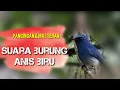 suara burung anis biru buat masteran burung bahan