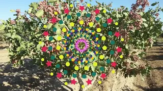 آهنگ هزارگی درختي پسته بودم در بیابان 